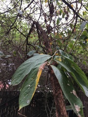 Tabernaemontana elegans