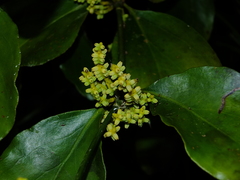 Phoradendron racemosum