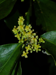 Phoradendron racemosum