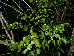 Phoradendron racemosum