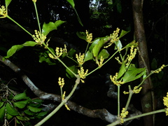 Phoradendron racemosum