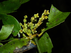 Phoradendron racemosum