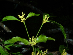 Phoradendron racemosum