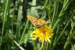 Euphydryas sibirica davidi