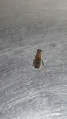 Ptecticus testaceus