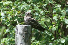 Caprimulgus europaeus