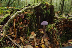 Cortinarius violaceus