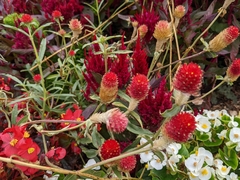 Gomphrena haageana