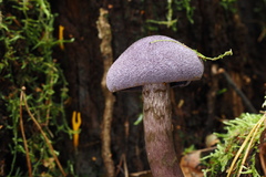 Cortinarius violaceus