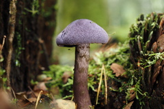 Cortinarius violaceus