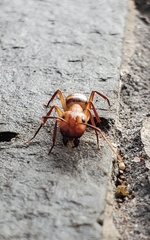 Camponotus variegatus