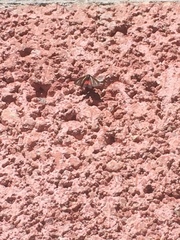 Virbia polyphron