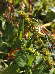 Rumex rossicus