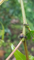 Todea cimicoides
