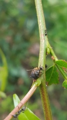 Todea cimicoides