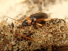 Nebria livida