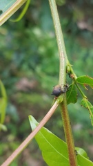 Todea cimicoides
