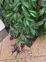 Wisteriopsis reticulata