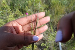 Elegia microcarpa