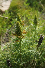 Pedicularis striata
