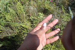 Elegia microcarpa