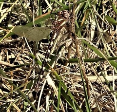 Cordulegaster bilineata