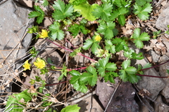 Potentilla gelida