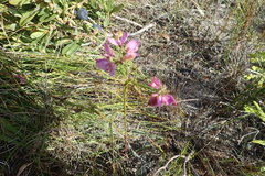 Polygala ericifolia