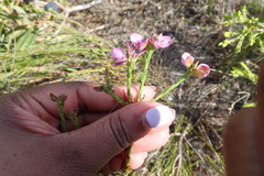 Polygala ericifolia