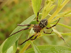 Larinioides suspicax