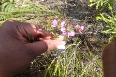 Polygala ericifolia