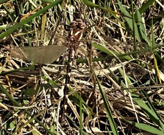 Cordulegaster bilineata