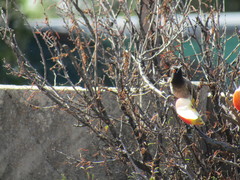 Pycnonotus nigricans superior