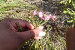 Polygala ericifolia
