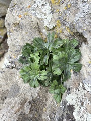 Pelargonium articulatum