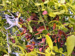 Viscum cruciatum
