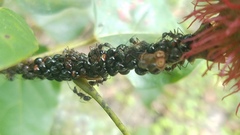 Tragopini