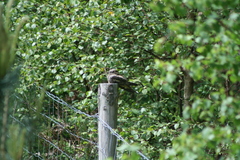 Caprimulgus europaeus