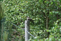 Caprimulgus europaeus