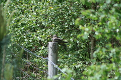 Caprimulgus europaeus