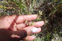 Chaenostoma campanulatum