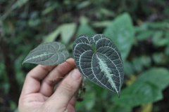 Dioscorea dodecaneura