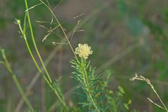 Scabiosa ochroleuca