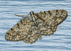 Protoboarmia porcelaria