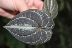 Dioscorea dodecaneura