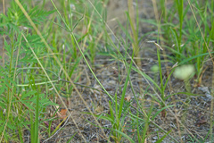 Scabiosa ochroleuca