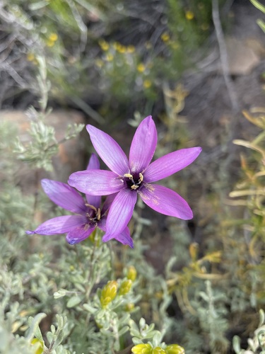 Geissorhiza cantharophila