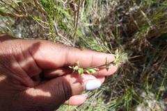 Chaenostoma campanulatum