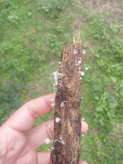 Mycena euspeirea