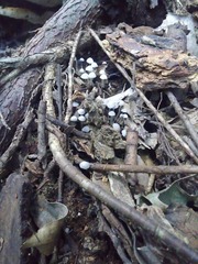 Mycena euspeirea